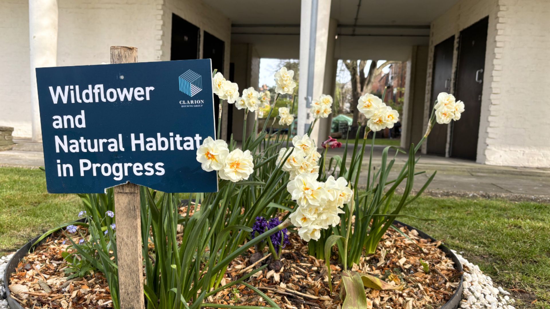 Sign reading “Wildflower and Natural Habitat in Progress” beside a planted wildflower bed with white flowers outside a residential building.